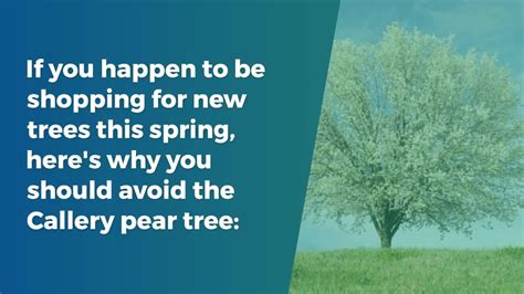 Why you should beware of the Bradford pear